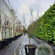 Acer pal. 'Bloodgood' 150-175 cm container 