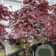 Acer pal. 'Bloodgood' 150-175 cm container 