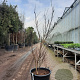 Acer pal. 'Bloodgood' 150-175 cm container meerstammig