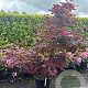 Acer pal. 'Bloodgood' 150-175 cm container meerstammig