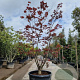 Acer pal. 'Bloodgood' 175-200 cm cont. 130L