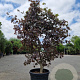 Acer pal. 'Bloodgood' 175-200 cm 50L