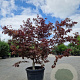 Acer pal. 'Bloodgood' 175-200 cm cont. 70L