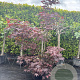 Acer pal. 'Bloodgood' 175-200 cm container meerstammig