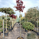 Acer pal. 'Bloodgood' 180 cm stam container 6-8