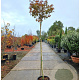 Acer pal. 'Bloodgood' 180 cm stam container 6-8