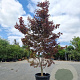 Acer pal. 'Bloodgood' 250-300 cm 45L extra