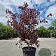 Acer pal. 'Bloodgood' 250-300 cm 50L