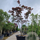 Acer pal. 'Bloodgood' 300-350 cm cont. 500L spiraal
