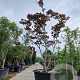 Acer pal. 'Bloodgood' 300-350 cm cont. 500L spiraal