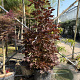 Acer plat. 'Crimson Sentry' 150-175 cm 50L