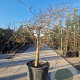 Acer pal. 'Dissectum' 100 cm stam container kroon 80-100