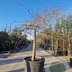 Acer pal. 'Dissectum' 100 cm stam container kroon 80-100