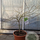 Acer pal. 'Dissectum' 60-80 cm 15L