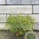 Acer pal. 'Dissectum' 60-80 cm 15L