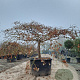 Acer pal. 'Dissectum' 80 cm stam container kroon 250-op