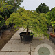 Acer pal. 'Dissectum' 80 cm stam container kroon 250-op