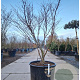 Acer pal. 'Fireglow' 150-175 cm container meerstammig