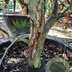 Acer pal. 'Fireglow' 200-250 cm container meerstammig