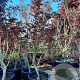Acer pal. 'Fireglow' 200-250 cm container meerstammig