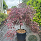 Acer pal. 'Garnet' 70 cm stam container kroon 125-150