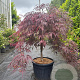 Acer pal. 'Garnet' 70 cm stam container kroon 125-150