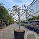 Acer pal. 'Garnet' 70 cm stam container kroon 125-150