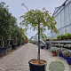 Acer pal. 'Green Lace' 100 cm stam container kroon 80-100