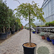 Acer pal. 'Green Lace' 100 cm stam container kroon 80-100