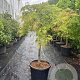 Acer pal. 'Green Lace' 100 cm stam container kroon 80-100