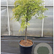 Acer pal. 'Green Lace' 100 cm stam container kroon 80-100