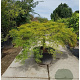 Acer pal. 'Green Lace' 60 cm stam container