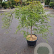 Acer pal. 'Green Lace' 70 cm stam container kroon 125-150