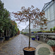 Acer pal. 'Inaba-shidare' 100 cm stam container kroon 80-100