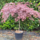 Acer pal. 'Inaba-shidare' 100 cm stam container kroon 80-100
