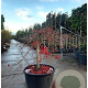 Acer pal. 'Inaba-shidare' 70 cm stam container kroon 125-150