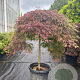 Acer pal. 'Inaba-shidare' 80 cm stam container kroon 100-125