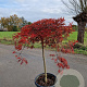 Acer pal. 'Inaba-shidare' 80 cm stam container kroon 100-125
