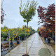 Acer pal. 'Orange Dream' 180 cm stam 25L 8-10