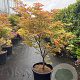 Acer pal. 'Osakazuki' 100-125 cm container