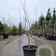 Acer pal. 'Osakazuki' 125-150 cm container 