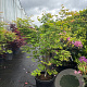 Acer pal. 'Osakazuki' 125-150 cm container 