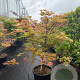 Acer pal. 'Osakazuki' 125-150 cm container meerstammig