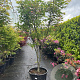 Acer pal. 'Osakazuki' 175-200 cm container meerstammig