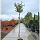 Acer pal. 'Osakazuki' 180 cm stam container 8-10