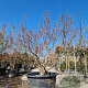 Acer pal. 'Osakazuki' 200-250 cm cont. 500L meerstammig paraplu