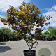 Acer pal. 'Osakazuki' 200-250 cm cont. 70L