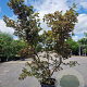Acer pal. 'Osakazuki' 250-300 cm cont. 70L