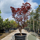 Acer pal. 'Red Flash' 175-200 cm container meerstammig paraplu
