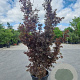 Acer pal. 'Skeeter's Broom' 200-250 cm cont. 70L